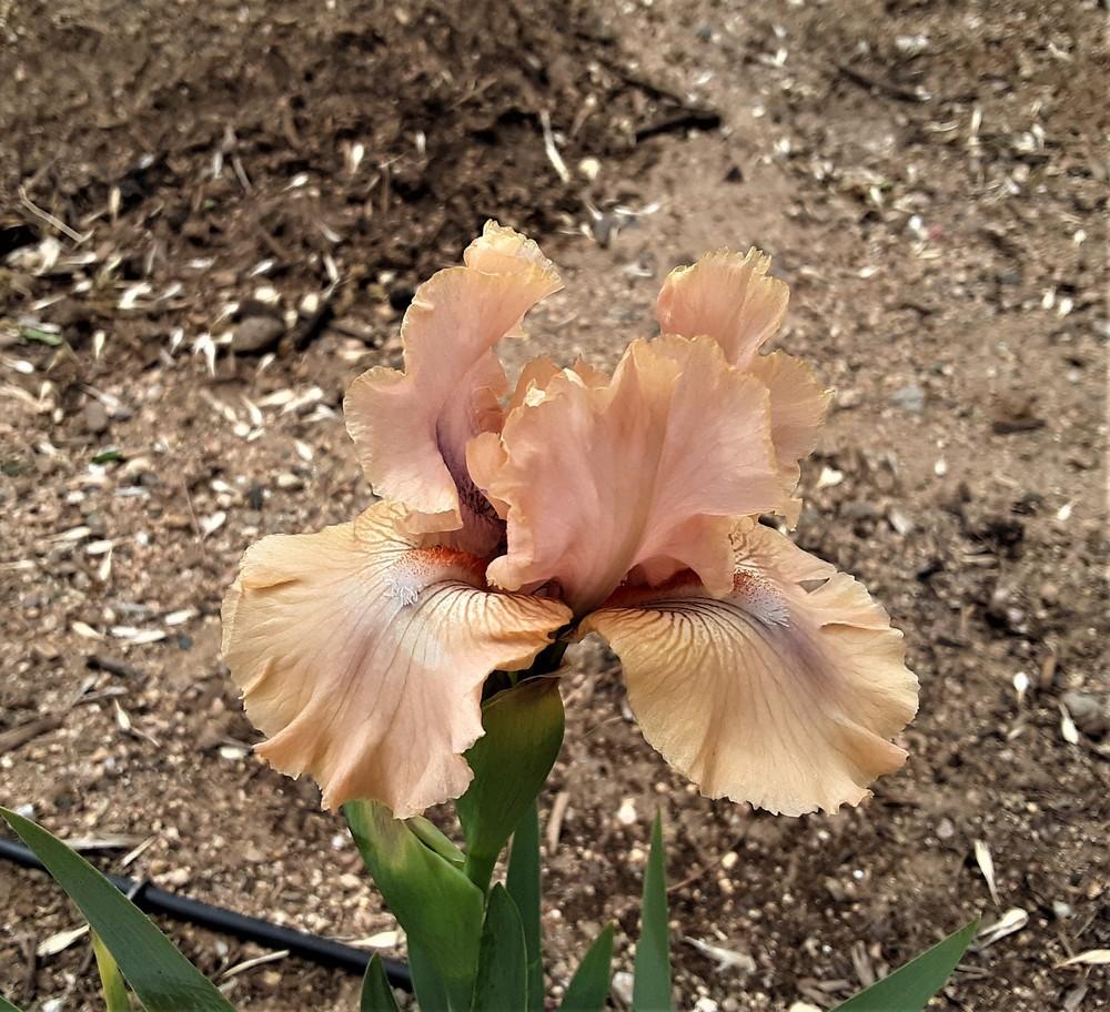 Photo of Intermediate Bearded Iris (Iris 'Country Dance') uploaded by Bitoftrouble