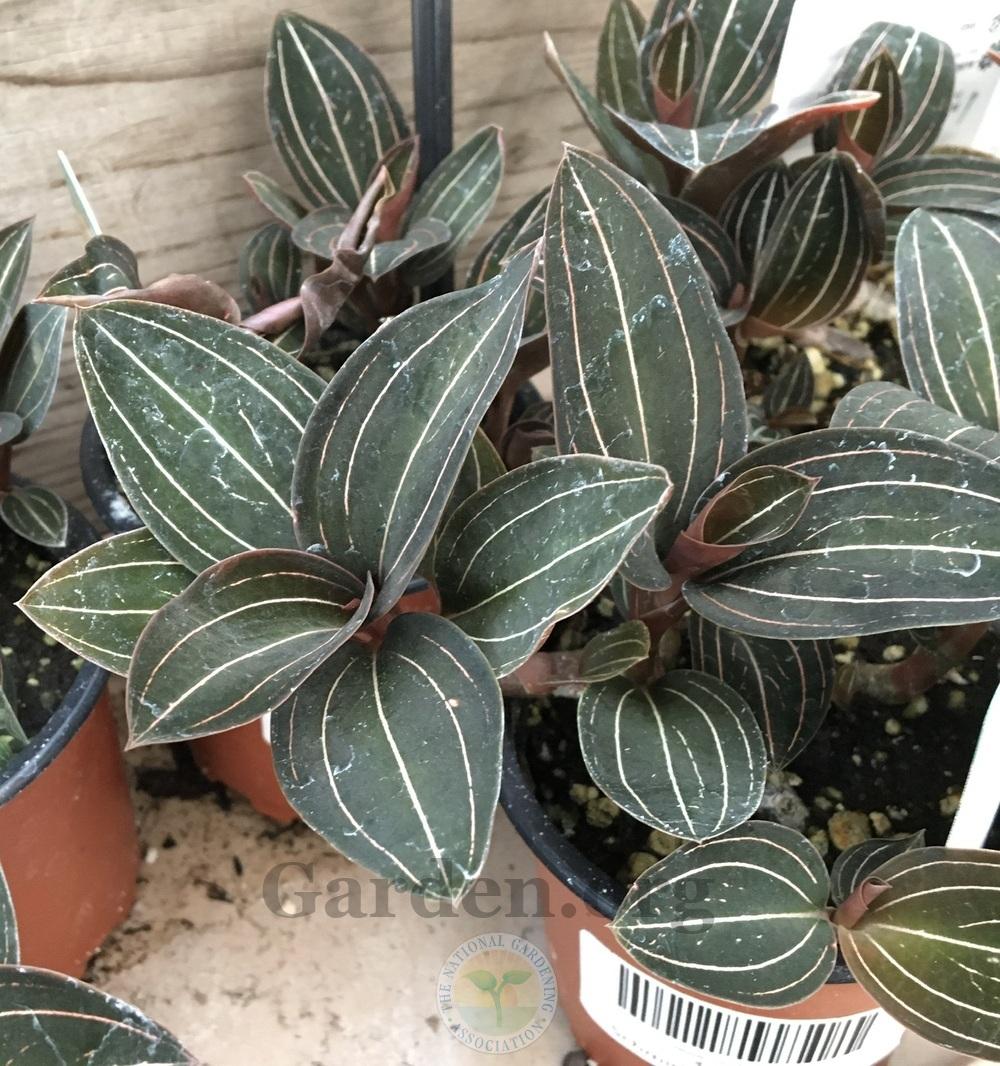 Photo of Jewel Orchid (Ludisia discolor) uploaded by BlueOddish