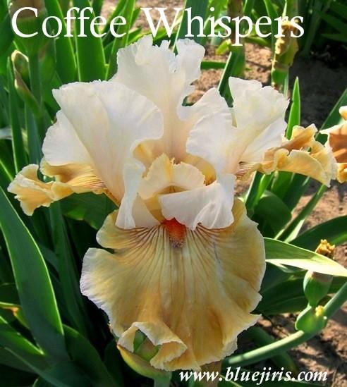 Photo of Tall Bearded Iris (Iris 'Coffee Whispers') uploaded by Joy