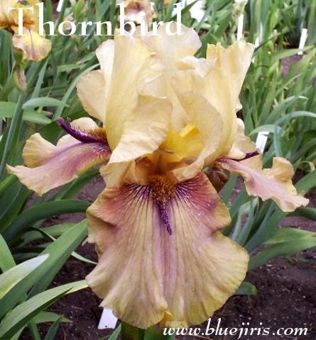 Photo of Tall Bearded Iris (Iris 'Thornbird') uploaded by Joy
