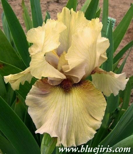 Photo of Tall Bearded Iris (Iris 'Ozone Alert') uploaded by Joy