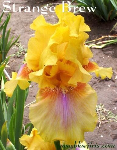 Photo of Tall Bearded Iris (Iris 'Strange Brew') uploaded by Joy