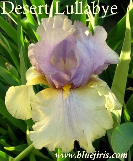 Photo of Tall Bearded Iris (Iris 'Desert Lullaby') uploaded by Joy