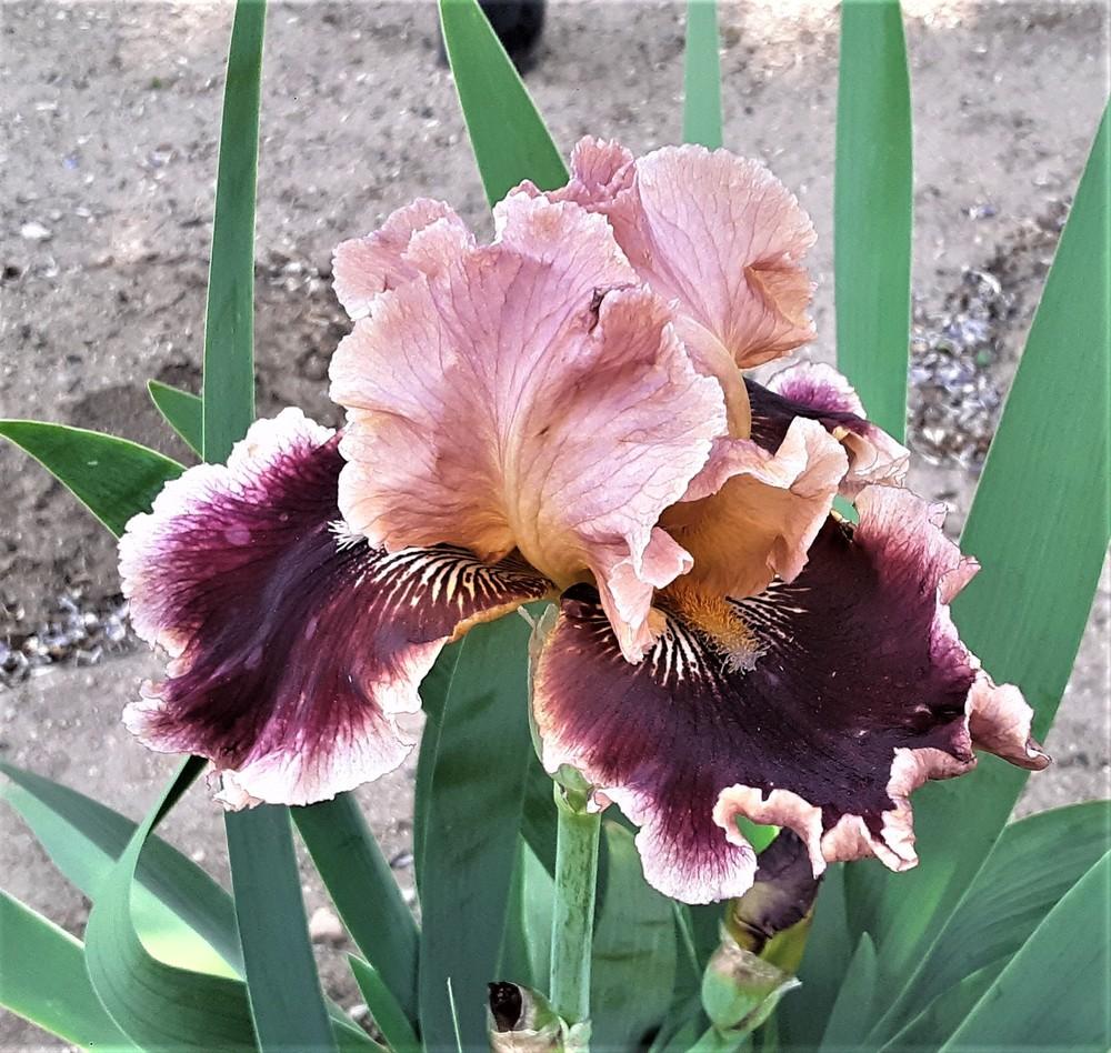 Photo of Tall Bearded Iris (Iris 'Cowboy Caviar') uploaded by Bitoftrouble
