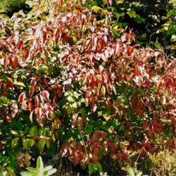 Location: Heathcote Ontario Canada
Date: Fall
Amelanchier humilis   Fall leaf colour