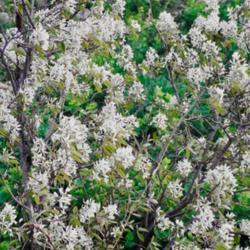 Location: Heathcote Ontario Canada
Date: May-June
Amelanchier humulis  nanturalized blooms