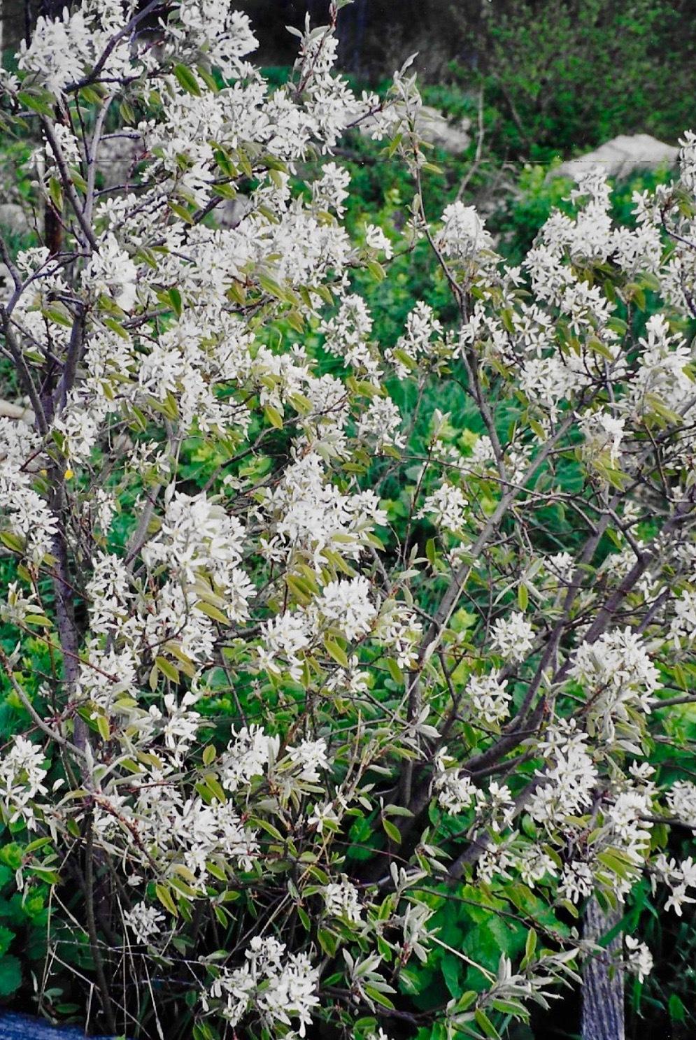 Photo of Low Serviceberry (Amelanchier humilis) uploaded by Permastake