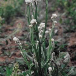 Location: Heathcote Ontario Canada
Date: summer
Ammobium alatum  plant