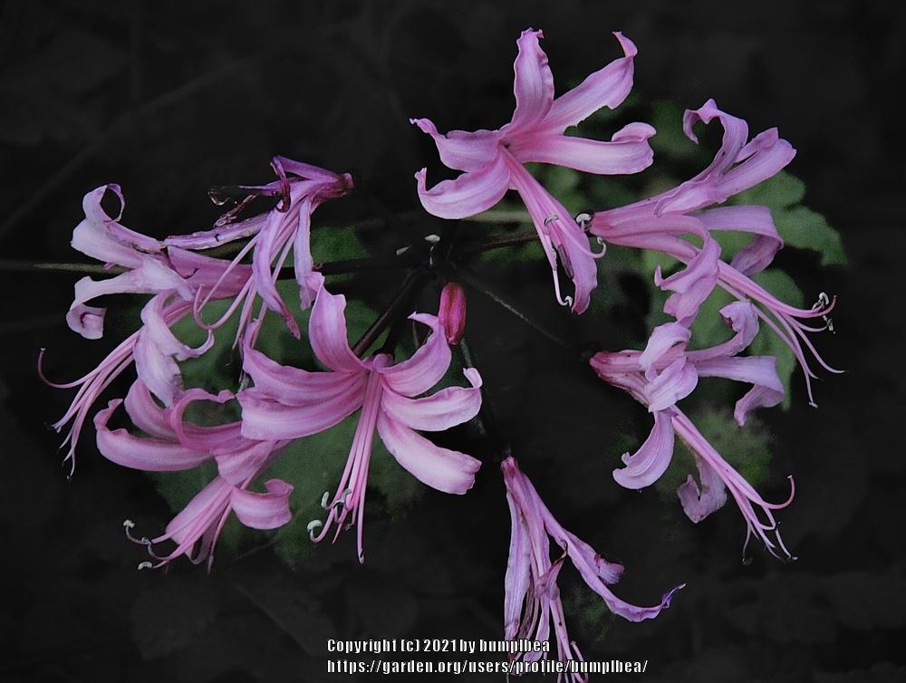 Photo of Surprise Lilies (Lycoris) (Lycoris) uploaded by bumplbea