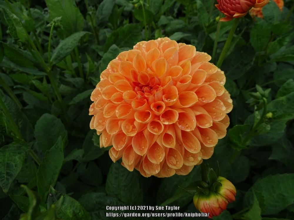 Photo of Dahlia 'Ruskin Tangerine' uploaded by kniphofia