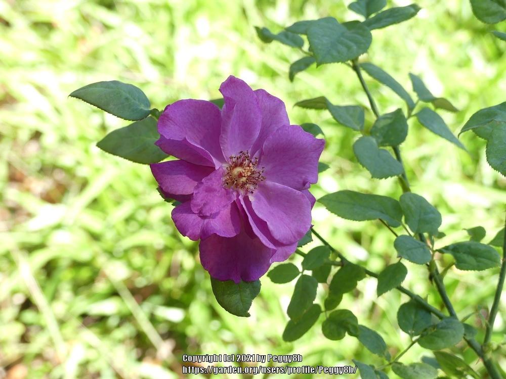 Photo of Rose (Rosa 'Blue Moon') uploaded by Peggy8b