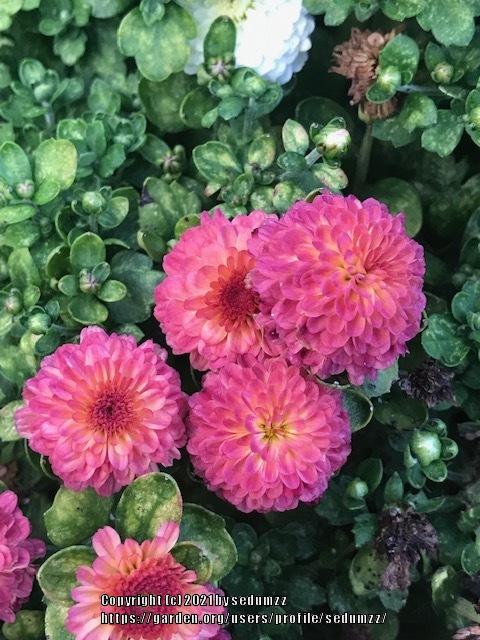 Photo of Chrysanthemum uploaded by sedumzz