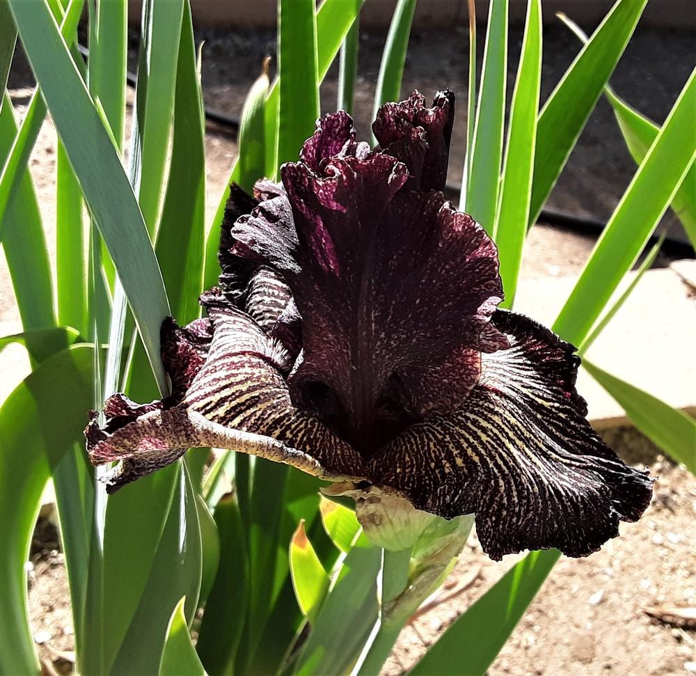 Photo of Tall Bearded Iris (Iris 'Dark Energy') uploaded by Bitoftrouble