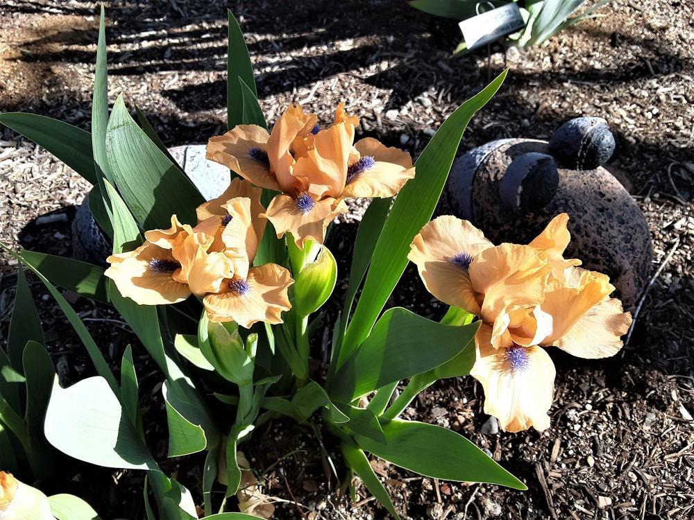 Photo of Standard Dwarf Bearded Iris (Iris 'Decorum') uploaded by Bitoftrouble