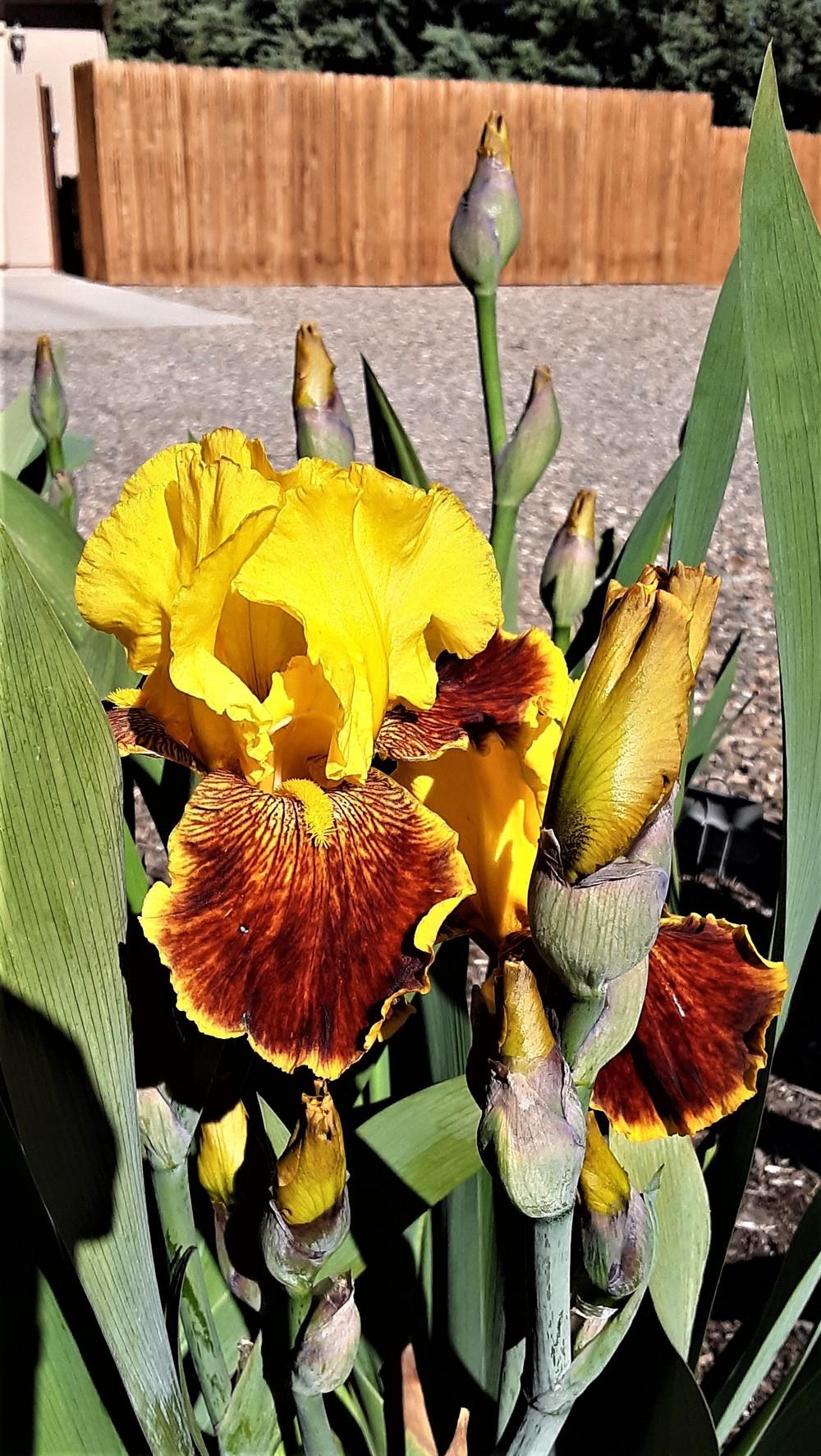 Photo of Tall Bearded Iris (Iris 'Fanfaron') uploaded by Bitoftrouble