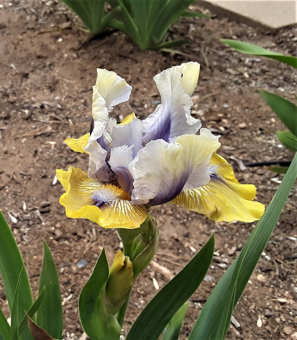 Photo of Intermediate Bearded Iris (Iris 'Double Your Fun') uploaded by Bitoftrouble