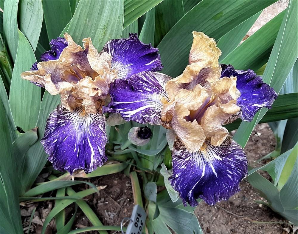 Photo of Intermediate Bearded Iris (Iris 'Doe Z Doe') uploaded by Bitoftrouble