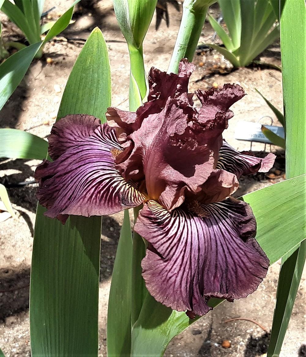 Photo of Tall Bearded Iris (Iris 'Dragon King') uploaded by Bitoftrouble