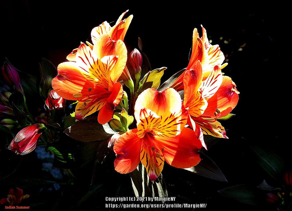 Photo of Peruvian Lily (Alstroemeria Inticancha® Indian Summer) uploaded by MargieNY