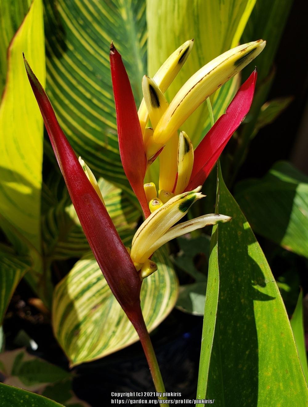 Photo of Heliconia uploaded by pinkiris
