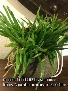Photo of Aloe Vera (Aloe vera) uploaded by sedumzz