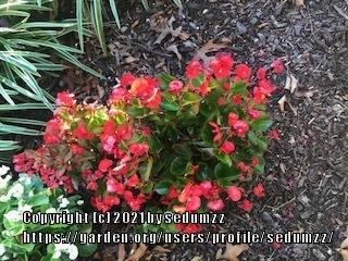Photo of Begonias (Begonia) uploaded by sedumzz