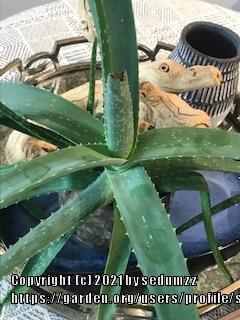 Photo of Aloe Vera (Aloe vera) uploaded by sedumzz