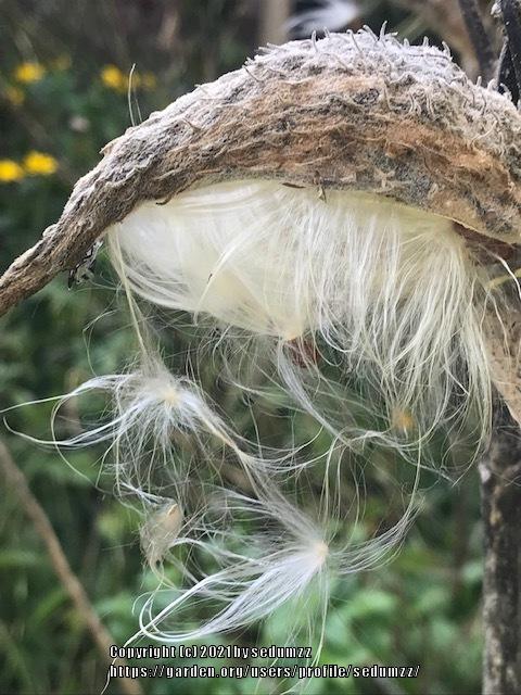 Photo of Common Milkweed (Asclepias syriaca) uploaded by sedumzz