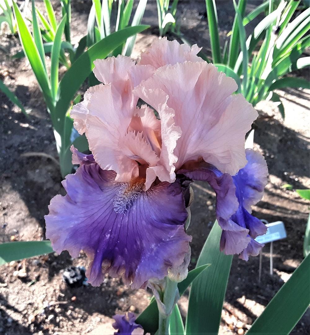 Photo of Tall Bearded Iris (Iris 'Florentine Silk') uploaded by Bitoftrouble