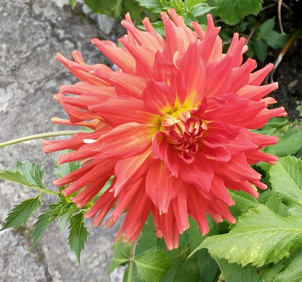 Photo of Dahlia 'Color Spectacle' uploaded by SouthseaRockGardens