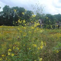 Location: French Creek State Park, PA
Date: 2021-09-21
plant in native meadow maintained in state park