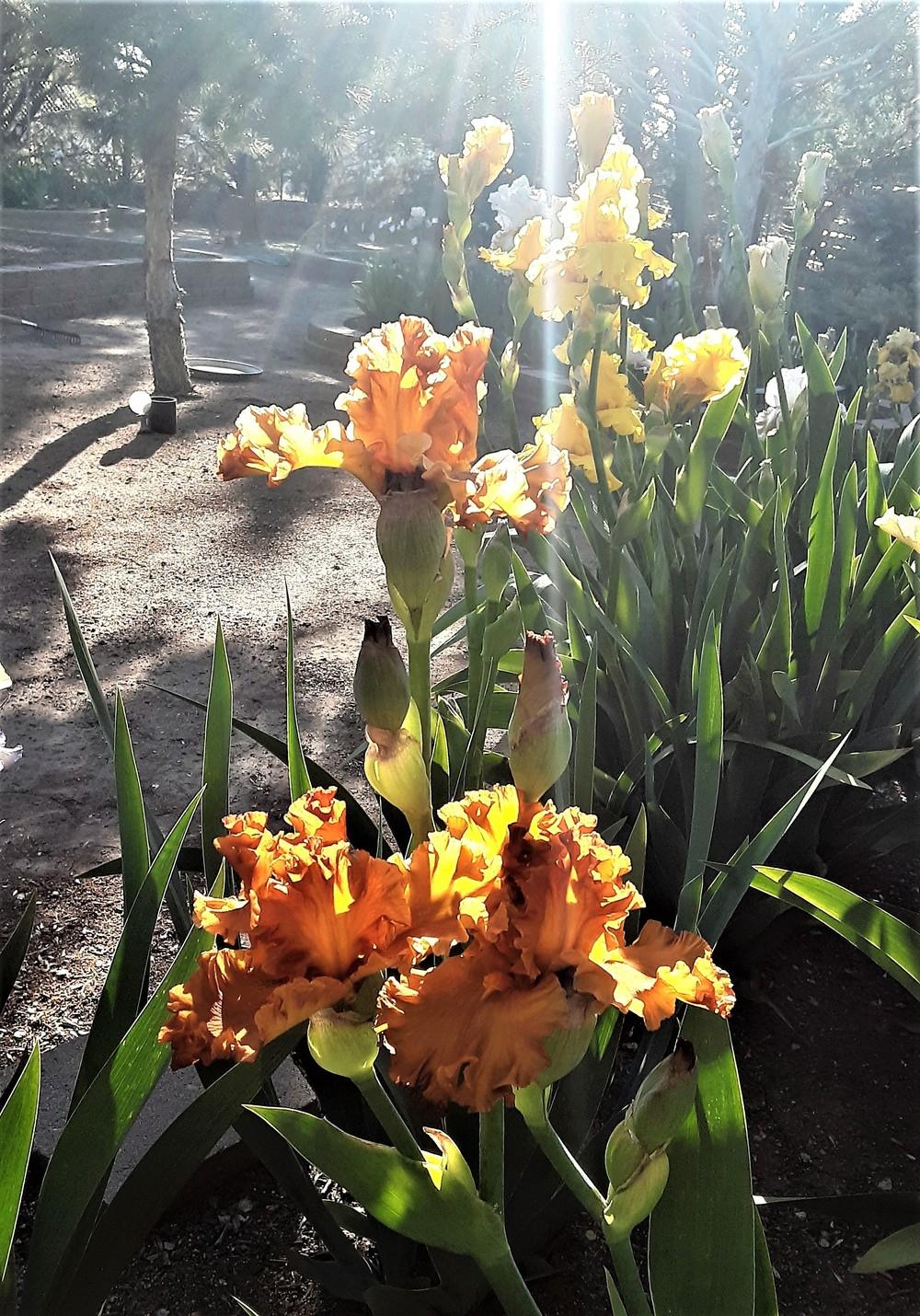 Photo of Tall Bearded Iris (Iris 'Golden Panther') uploaded by Bitoftrouble