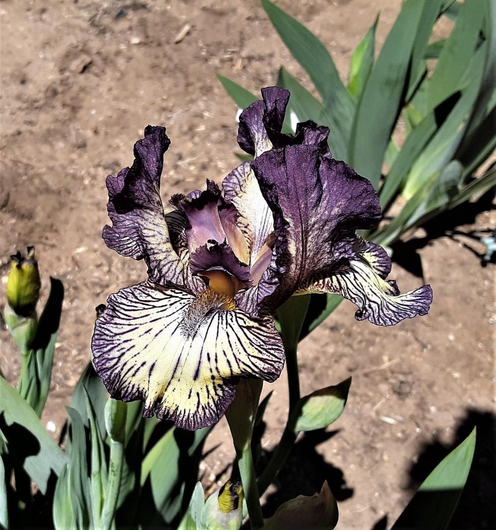 Photo of Intermediate Bearded Iris (Iris 'Gnu Rayz') uploaded by Bitoftrouble