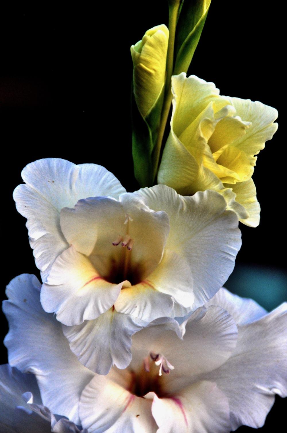 Photo of Gladiola (Gladiolus) uploaded by Fleur569