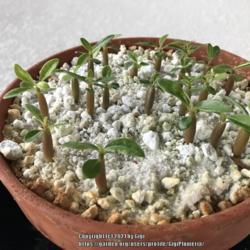 Location: Tampa, Florida
Date: 2021-09-24
1 month old desert rose seedlings - sand and perlite media.