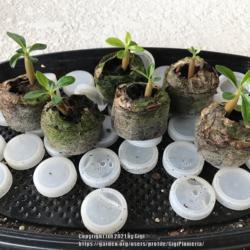 Location: Tampa, Florida
Date: 2021-09-24
1 month old seedlings - jiffy’s seed starter