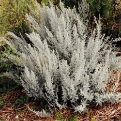Location: Heathcote Ontario Canada
Date: August
Artemisia ludoviciana 'Silver King"