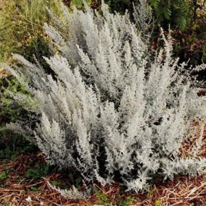 Artemisia ludoviciana 'Silver King"