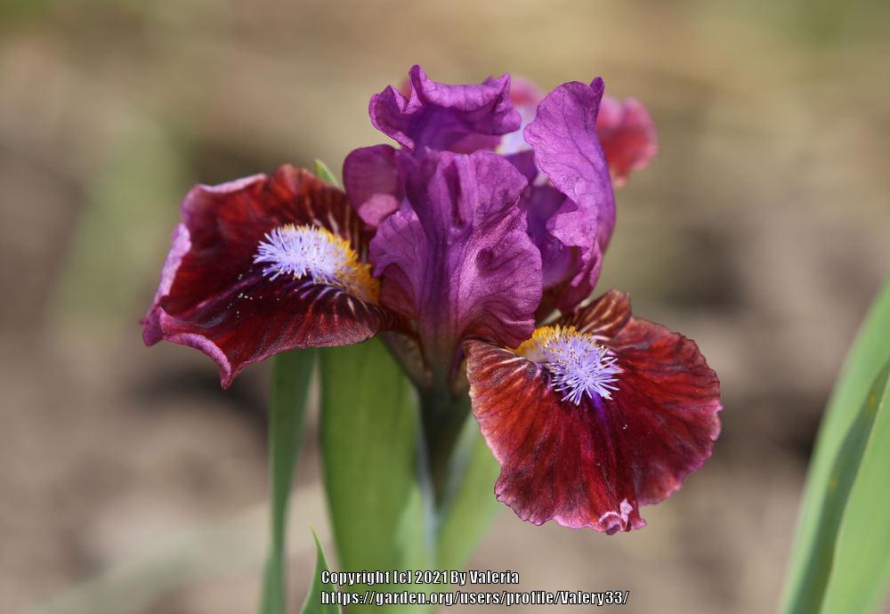 Photo of Standard Dwarf Bearded Iris (Iris 'Jeopardy') uploaded by Valery33