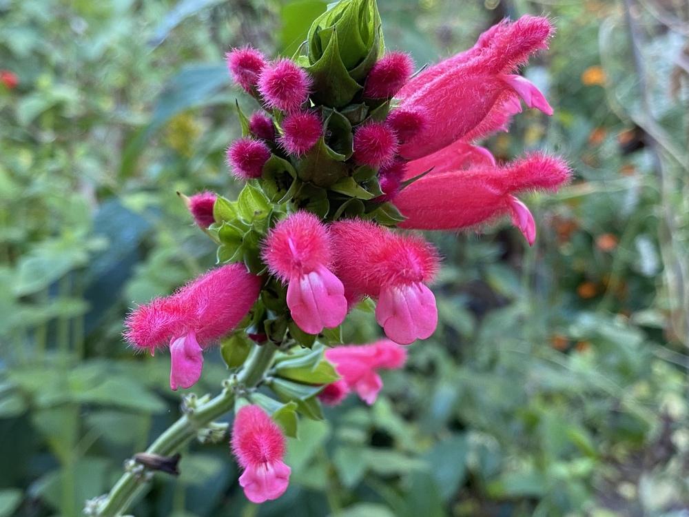 Photo of Bolivian Hummingbird Sage (Salvia oxyphora) uploaded by Gerris2