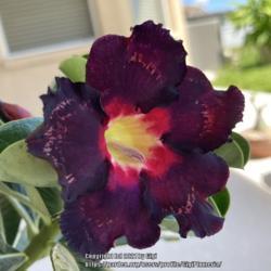 Location: Tampa, Florida
Date: 2021-09-25
First bloom, grafted purple desert rose.