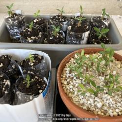 Location: Tampa, Florida
Date: 2021-09-25
Repotting of  1 month seedlings.