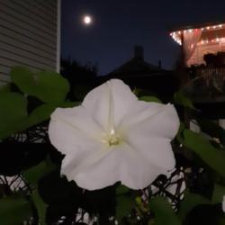 Location: Scranton, Pennsylvania 
Date: 2021-09-14
Stunning moon flower with the moon!