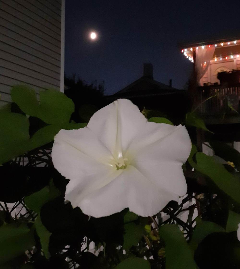 Photo of Moonflower (Ipomoea alba) uploaded by Marcerick