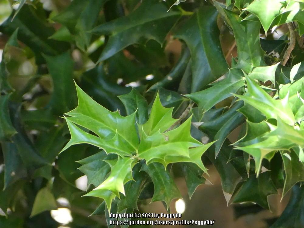 Photo of European Holly (Ilex aquifolium) uploaded by Peggy8b
