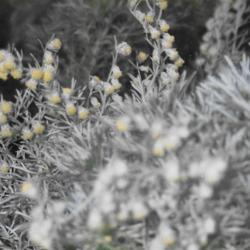 Location: Heathcote Ontario Canada
Date: August
Artemisia 'Powis Castle'  Blooms