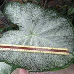 Location: Sebastian,  Florida
Date: 2021-09-24
Very large leaf