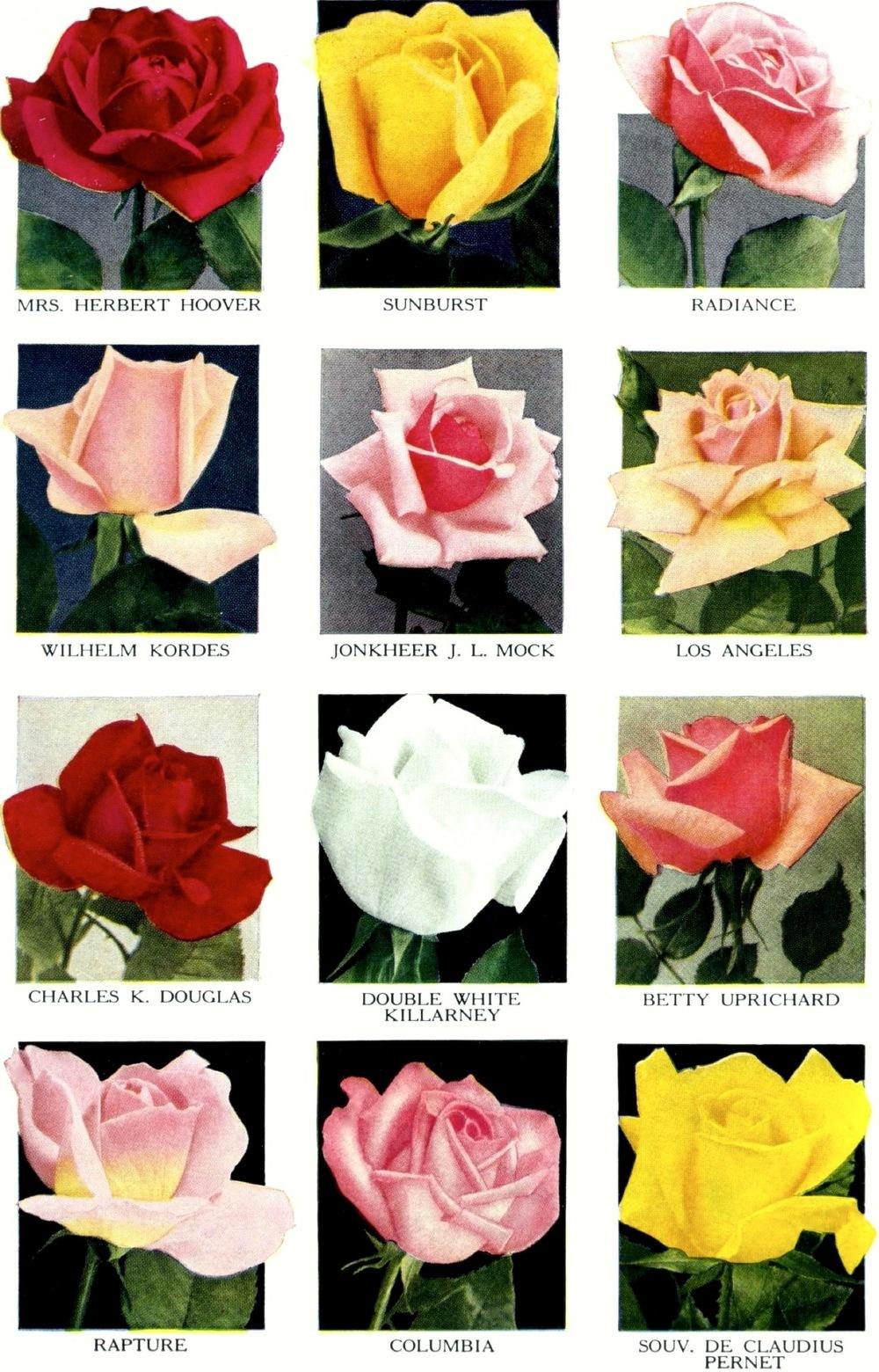 Photo of Roses (Rosa) uploaded by scvirginia
