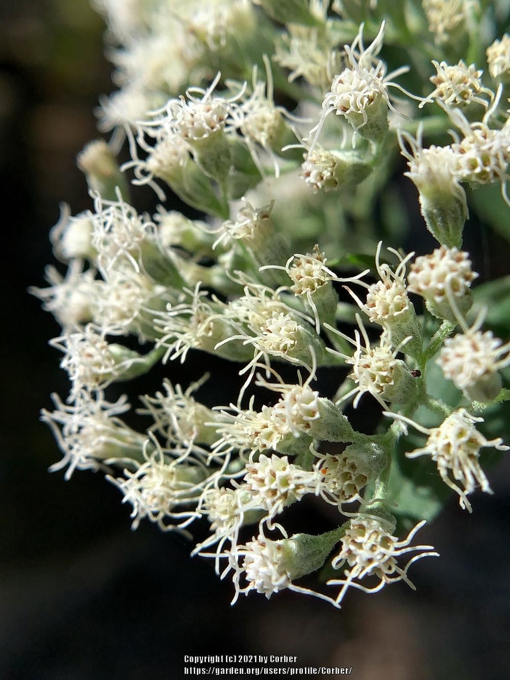 Photo of Common Boneset (Eupatorium perfoliatum) uploaded by Corber