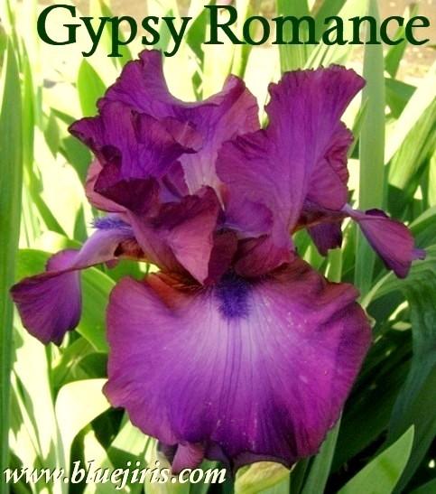 Photo of Tall Bearded Iris (Iris 'Gypsy Romance') uploaded by Joy